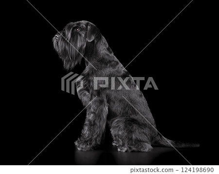 Sitting elegant black schnauzer dog 124198690