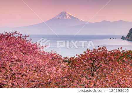 Ida, Numazu City, Shizuoka Prefecture. View of early-blooming Kawazu cherry blossoms on the slope and snow-capped Mt. Fuji at sunrise over Suruga Bay. Ida, Numazu City, Shizuoka Prefecture. View of early-blooming Kawazu cherry blossoms on the slope and snow-capped Mt. Fuji at sunrise over Suruga Bay. 124198695