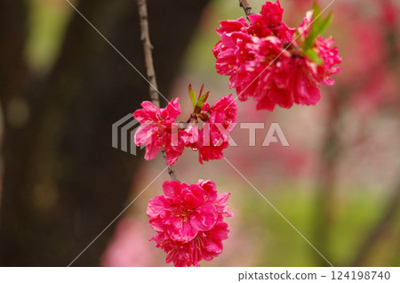 Peach blossoms soaked in rain - Beautiful even on rainy days - Achi Village Peach Blossom Village [Nagano Prefecture] 124198740