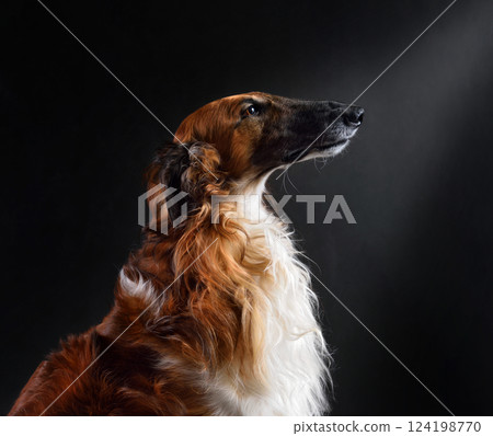 Red color russian hunting sighthounds dog 124198770