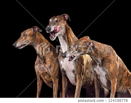 Group og three greyhound dogs Group og three greyhound dogs 124198776