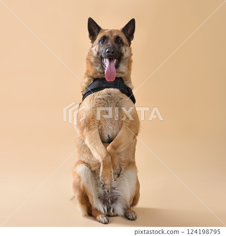 Malinois belgian shepherd Wearing Service Dog Vest Malinois belgian shepherd Wearing Service Dog Vest 124198795