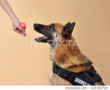 Service Dog taking a bal 124198798