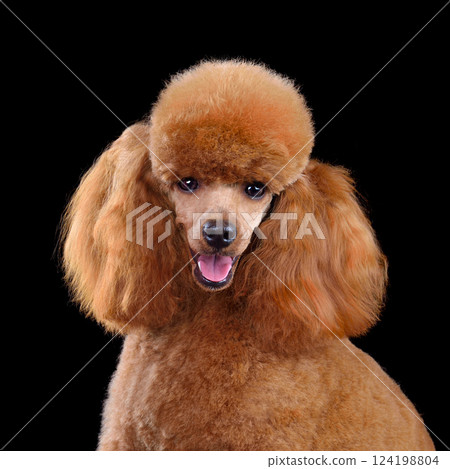 Studio portrait of red toy poodle Studio portrait of red toy poodle 124198804