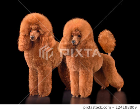 Two red toy poodles 124198809
