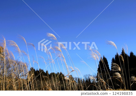 藍天和森林 124198835