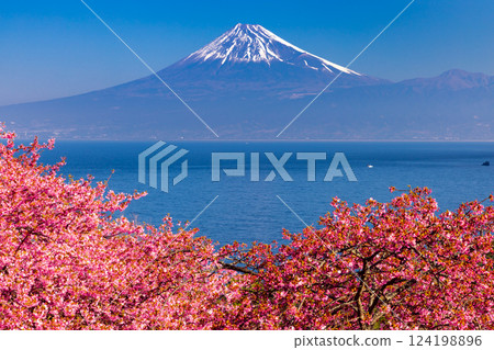 Ida, Numazu City, Shizuoka Prefecture. View of early-blooming Kawazu cherry blossoms on the slopes and snow-capped Mt. Fuji across Suruga Bay. 124198896