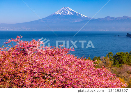 Ida, Numazu City, Shizuoka Prefecture. View of early-blooming Kawazu cherry blossoms on the slopes and snow-capped Mt. Fuji across Suruga Bay. Ida, Numazu City, Shizuoka Prefecture. View of early-blooming Kawazu cherry blossoms on the slopes and snow-capped Mt. Fuji across Suruga Bay. 124198897