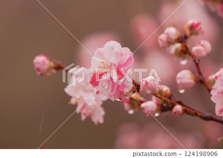 Peach blossoms soaked in rain - Beautiful even on rainy days - Achi Village Peach Blossom Village [Nagano Prefecture] 124198906