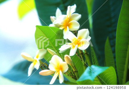 Plumeria 124198958