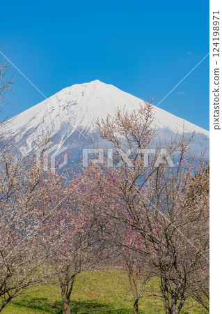 [Shizuoka Prefecture] Mt. Fuji seen over the plum orchard of Shiraito Natural Park 124198971