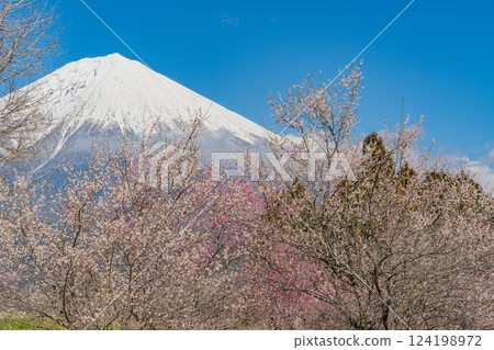 [靜岡縣] 白絲自然公園的梅園上空可見富士山 124198972