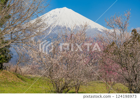 [Shizuoka Prefecture] Mt. Fuji seen over the plum orchard of Shiraito Natural Park 124198973