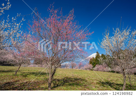 [Shizuoka Prefecture] Mt. Fuji seen over the plum orchard of Shiraito Natural Park 124198982
