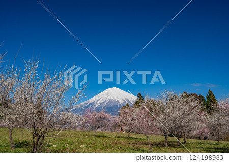 [Shizuoka Prefecture] Mt. Fuji seen over the plum orchard of Shiraito Natural Park 124198983