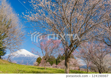 [Shizuoka Prefecture] Mt. Fuji seen over the plum orchard of Shiraito Natural Park 124198987