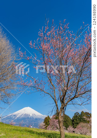 [靜岡縣] 白絲自然公園的梅園上空可見富士山 124198990