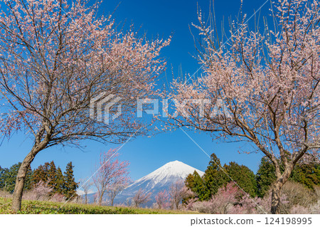 [Shizuoka Prefecture] Mt. Fuji seen over the plum orchard of Shiraito Natural Park 124198995