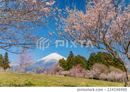 [Shizuoka Prefecture] Mt. Fuji seen over the plum orchard of Shiraito Natural Park 124198998