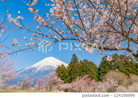 [靜岡縣] 白絲自然公園的梅園上空可見富士山 124198999