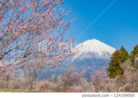 [Shizuoka Prefecture] Mt. Fuji seen over the plum orchard of Shiraito Natural Park 124199000