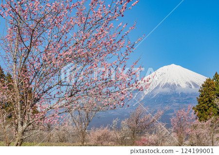 [Shizuoka Prefecture] Mt. Fuji seen over the plum orchard of Shiraito Natural Park 124199001