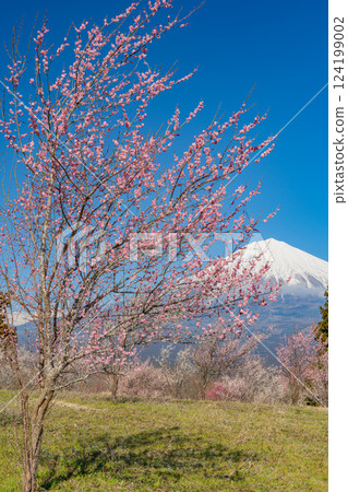 [Shizuoka Prefecture] Mt. Fuji seen over the plum orchard of Shiraito Natural Park 124199002