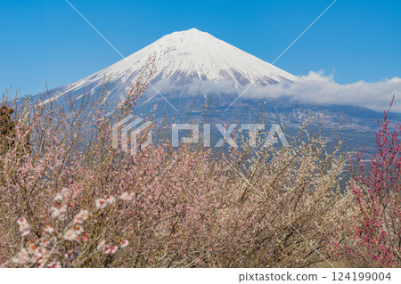 [靜岡縣] 白絲自然公園的梅園上空可見富士山 124199004