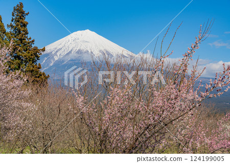 [Shizuoka Prefecture] Mt. Fuji seen over the plum orchard of Shiraito Natural Park 124199005