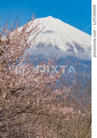 [Shizuoka Prefecture] Mt. Fuji seen over the plum orchard of Shiraito Natural Park 124199006