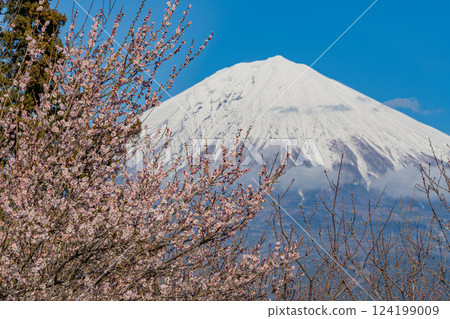 [靜岡縣] 白絲自然公園的梅園上空可見富士山 124199009
