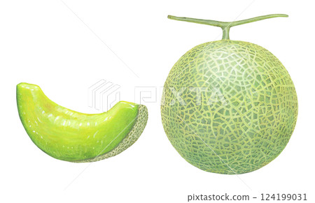 Illustration of melon Illustration of melon 124199031