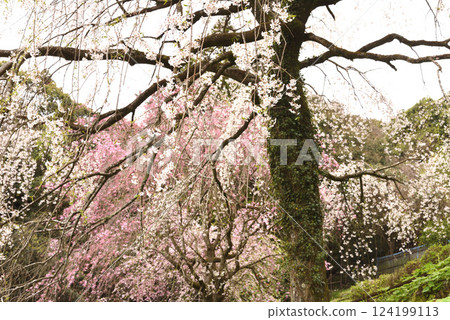 Chokozan Shotaiji Temple Weeping Cherry 124199113