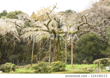 Chokozan Shotaiji Temple Weeping Cherry Blossoms 124199115