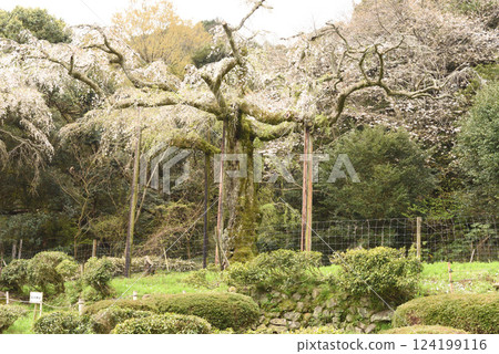 長光山正太寺垂櫻 124199116