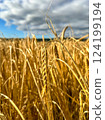 Agricultural wheat field under blue sky. Rich harvest theme. Rural autumn landscape with ripe golden wheat. 124199194