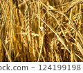 Wheat field. Ears of golden wheat close up. Beautiful Nature Sunset Landscape. Rural Scenery under Shining Sunlight. Background of ripening ears of meadow wheat field. Rich harvest Concept 124199198