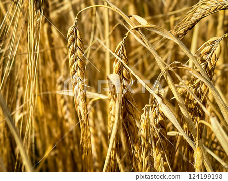 Wheat field. Ears of golden wheat close up. Beautiful Nature Sunset Landscape. Rural Scenery under Shining Sunlight. Background of ripening ears of meadow wheat field. Rich harvest Concept Wheat field. Ears of golden wheat close up. Beautiful Nature Sunset Landscape. Rural Scenery under Shining Sunlight. Background of ripening ears of meadow wheat field. Rich harvest Concept 124199198