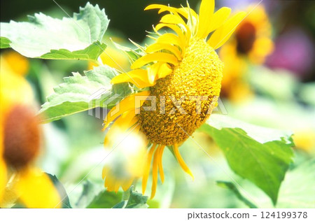 向日葵 124199378