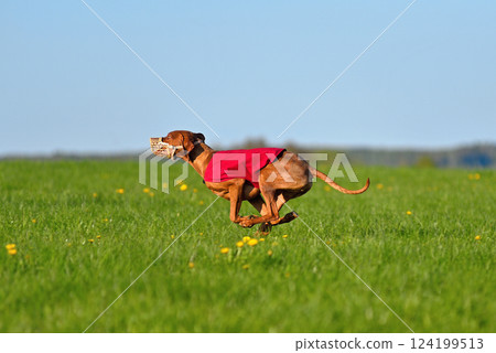 Hungarian Vizsla racing in lure coursing Hungarian Vizsla racing in lure coursing 124199513