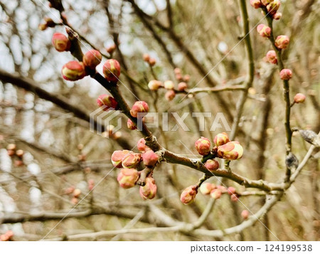 Plum blossom buds begin to bloom in abundance Plum blossom buds begin to bloom in abundance 124199538