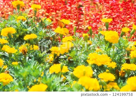 Marigold and Tsumagoro Hyouton Marigold and Tsumagoro Hyouton 124199758