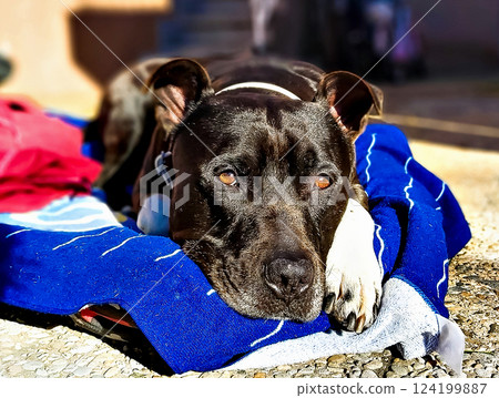 Young black-haired American bully dog, lying in the sun on the terrace Young black-haired American bully dog, lying in the sun on the terrace 124199887