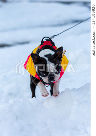 Boston terrier playing in the snow Boston terrier playing in the snow 124199920