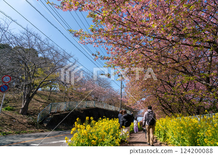 [神奈川縣] 三浦海岸的河津櫻花樹 124200088