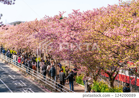 [Kanagawa Prefecture] Kawazu cherry blossom trees along Miura Beach 124200089