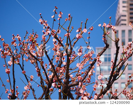 舊芝離宮恩賜庭園的梅花林盛開 124200090