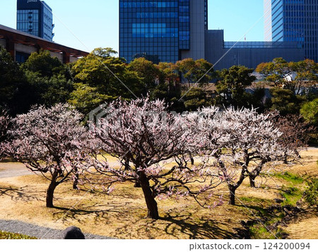 舊芝離宮恩賜庭園的梅花林盛開 124200094