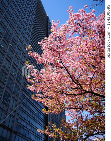 東京汐留高樓林立的山櫻花盛開 124200095