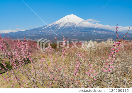 [Shizuoka Prefecture] Mount Fuji seen over the plum groves in the Fujinomiya/Shiraito area 124200115